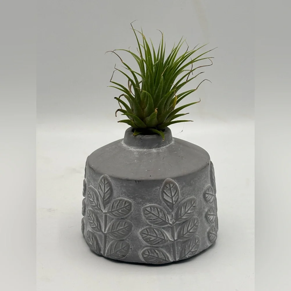 Modern Boho Live Air Plant - Grey Leaf Relief Concrete Pot